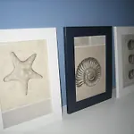 Sedinum - Bryza Szczecin